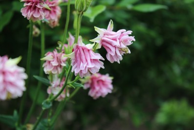 オダマキ　ピンクペチコート　Aquilegia vulgaris 'Pink Petticoat'